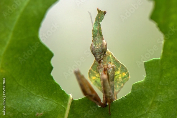Fototapeta Ghost Mantis