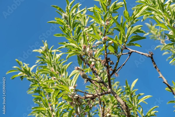Fototapeta Almond tree branches