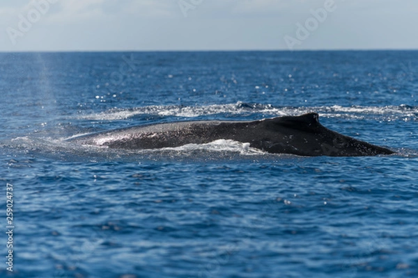 Fototapeta Humpback whale dorsal fin.