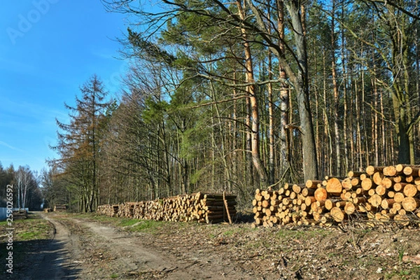 Fototapeta A pile of cut tree trunks and a Forest Road in Poland.