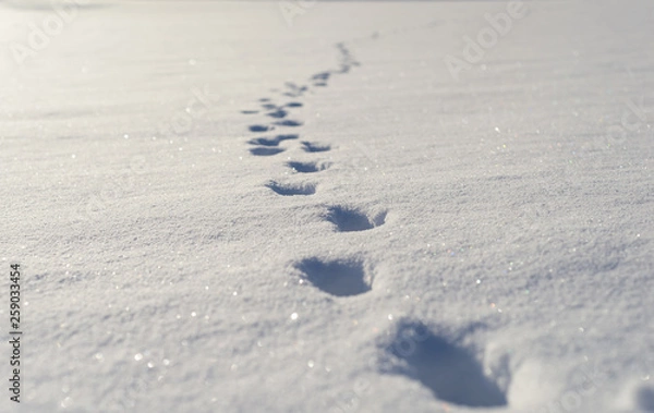 Fototapeta footsteps in snow