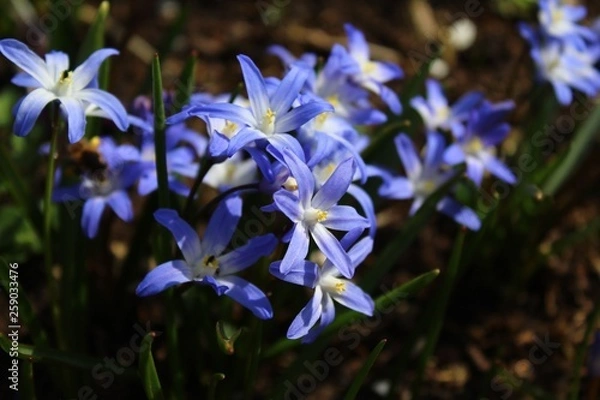 Fototapeta Schneestolz