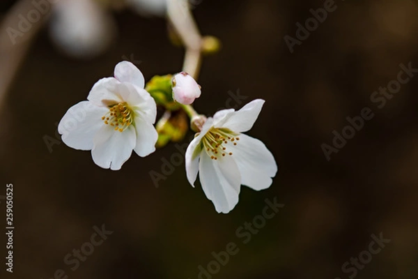 Fototapeta 咲き始めた桜の花
