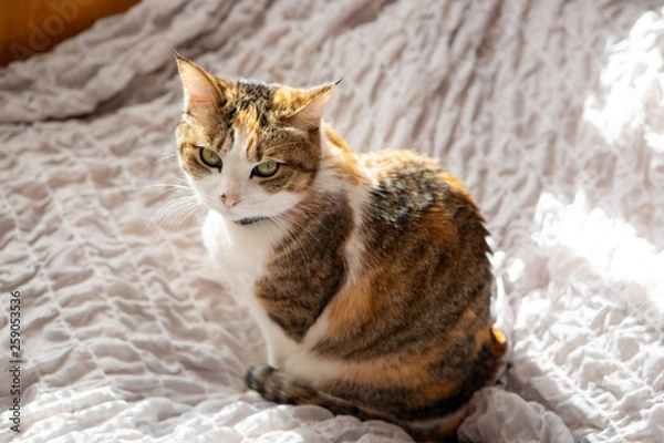 Fototapeta cat sitting on bed