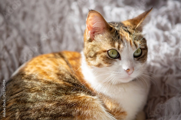 Fototapeta cat lying on bed