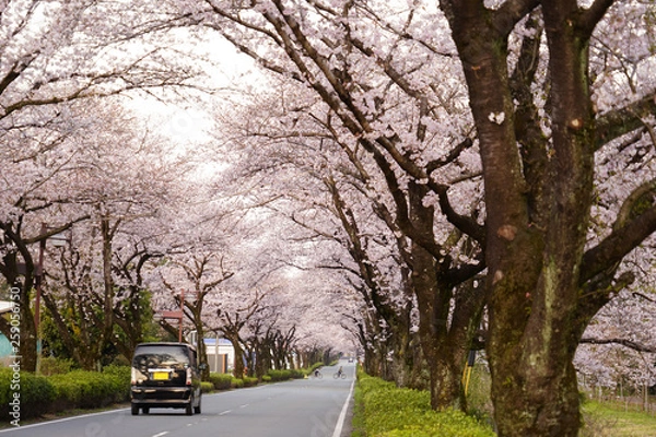 Obraz 桜の花が満開となってトンネルとなった春の道路