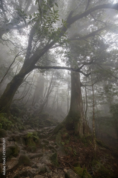 Obraz 白谷雲水峡：屋久島　日本