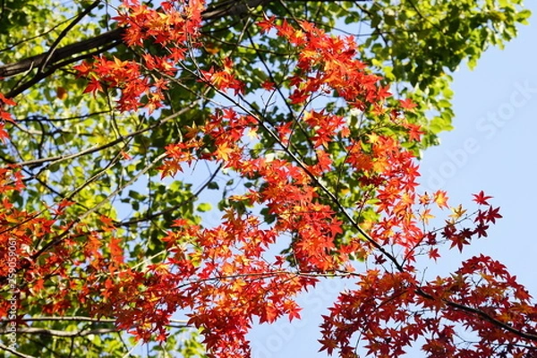 Fototapeta 紅葉