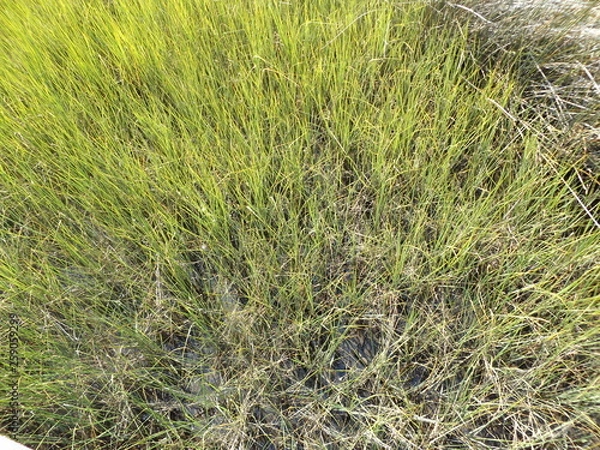 Fototapeta Marshlands Grass