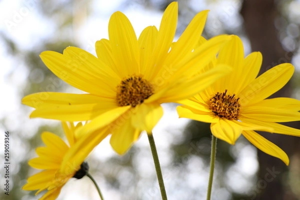 Obraz Flores Amarillas