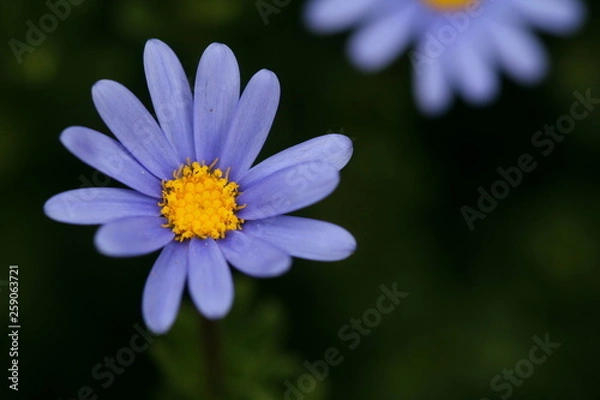 Obraz Powder blue Felicia amelloides daisy flower on the left with space for text on the right.