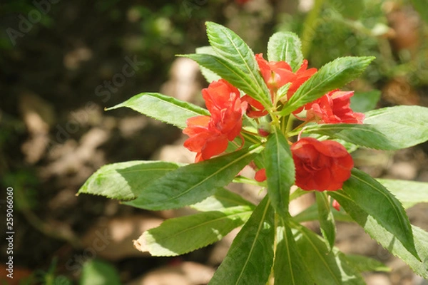 Obraz Impatiens balsamina
