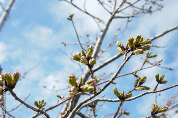 Fototapeta 春の晴天と三分咲きの桜の蕾