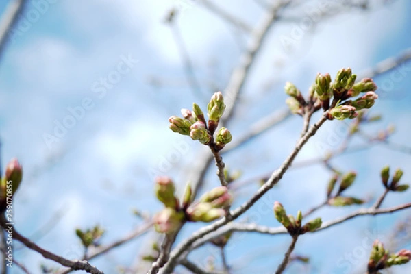 Fototapeta 春の晴天と三分咲きの桜の蕾