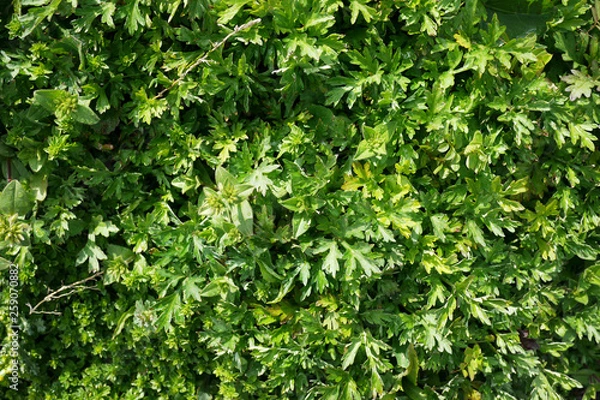 Fototapeta 緑の野生草テクスチャ