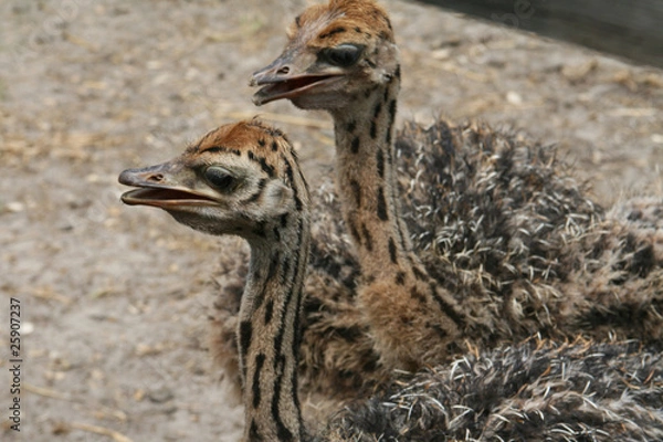 Fototapeta Para strusi