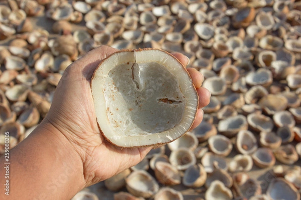 Fototapeta coconut copra inspected by a man before crushing it to extract oil, with sun drying copra's in the background. 