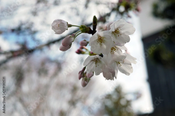 Fototapeta 三分咲きの桜の蕾