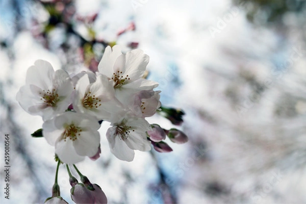 Fototapeta 三分咲きの桜の蕾