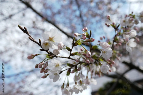Fototapeta 三分咲きの桜の蕾