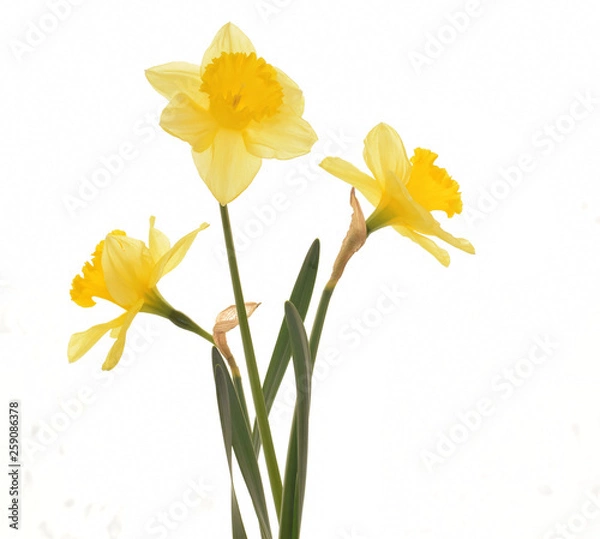 Fototapeta Narciccus closed up isolated on white