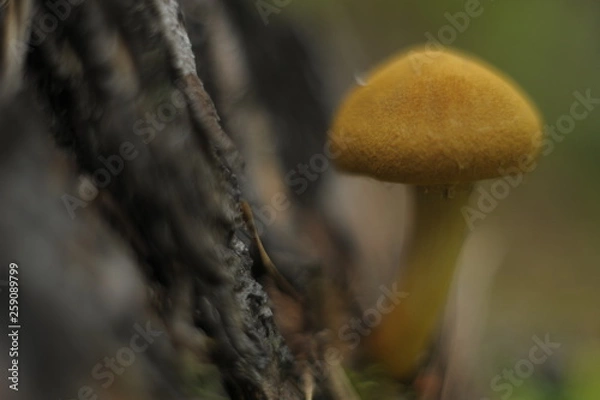 Fototapeta mushroom