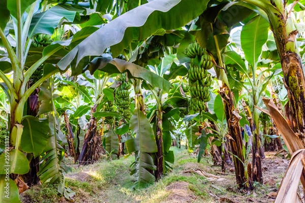 Fototapeta Plantation of the green banana trees on summer