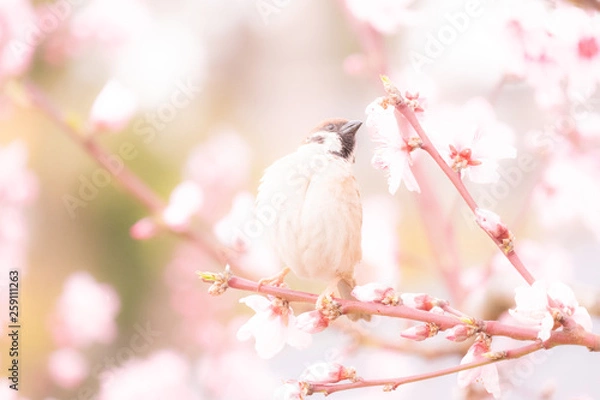 Obraz 桜とスズメ