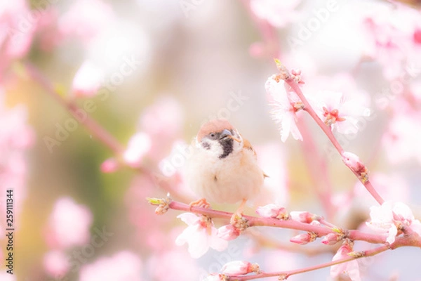 Obraz 桜とスズメ