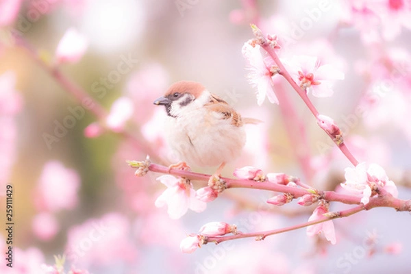 Obraz 桜とスズメ