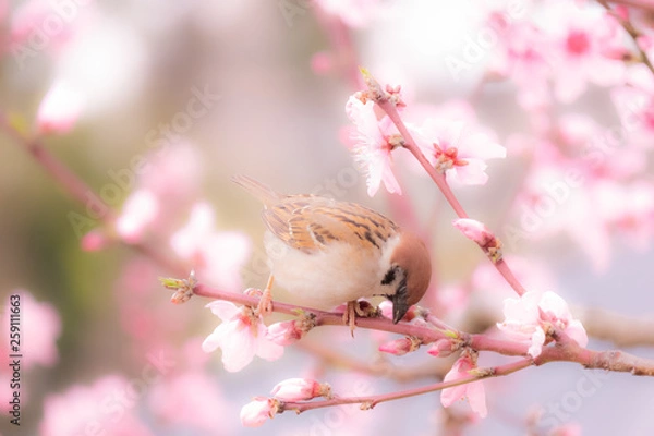 Obraz 桜とスズメ