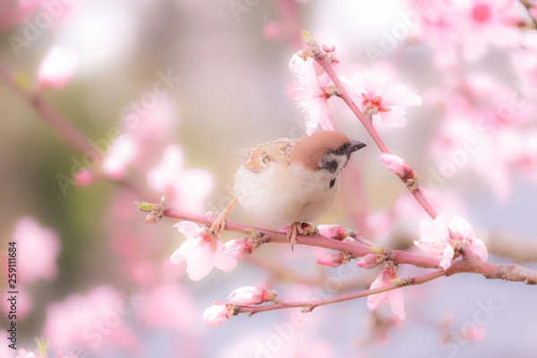 Obraz 桜とスズメ
