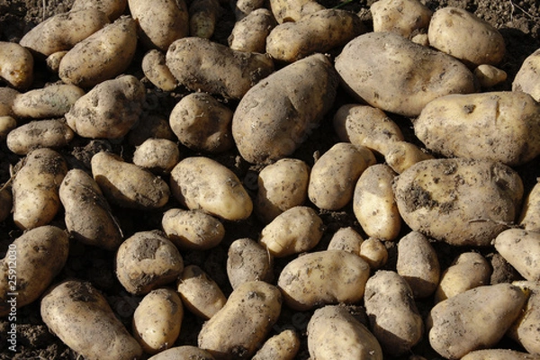 Obraz kartoffel