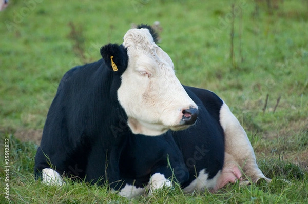 Obraz cow falling asleep on grass