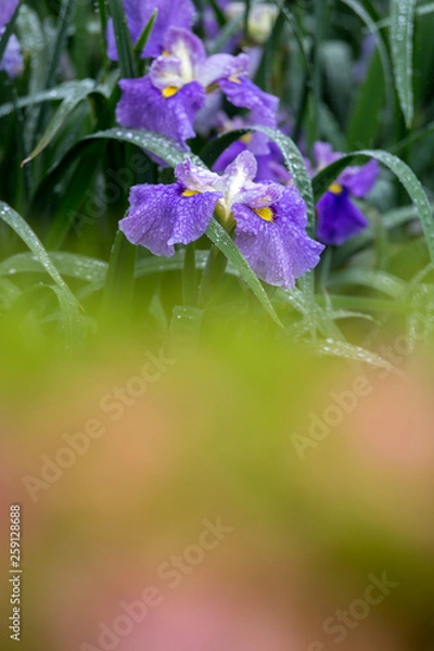 Fototapeta 花菖蒲園