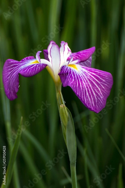 Fototapeta 花菖蒲園