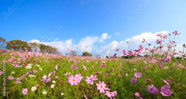 Fototapeta コスモス畑　秋イメージ