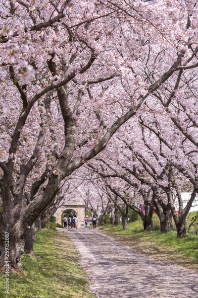 Obraz 桜のアーチ　春イメージ