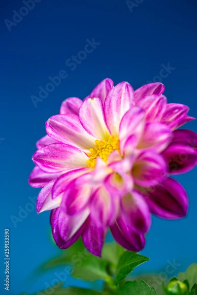 Fototapeta ダリアの花