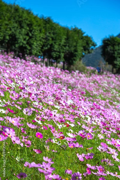 Fototapeta コスモス畑　秋イメージ
