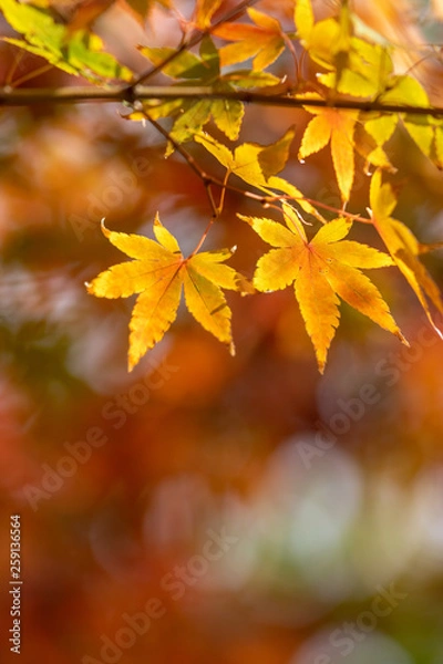 Fototapeta 紅葉　和風イメージ