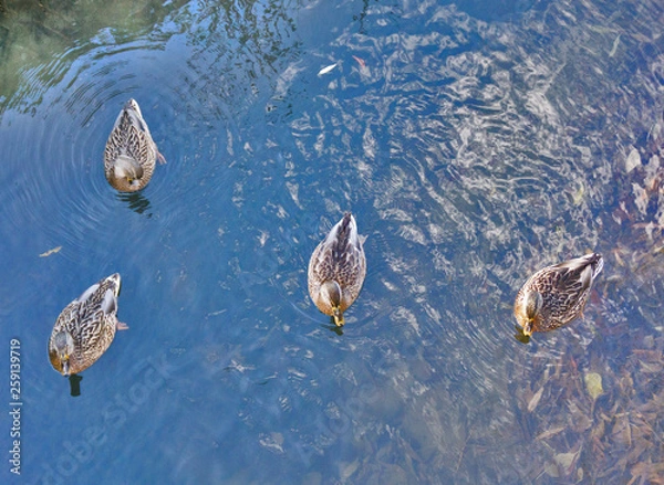 Obraz wild ducks on blue water