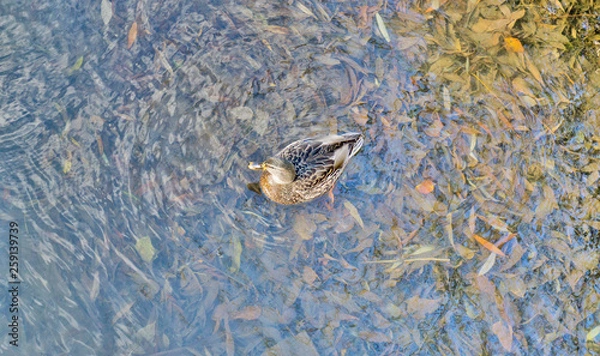 Obraz wild ducks on blue water