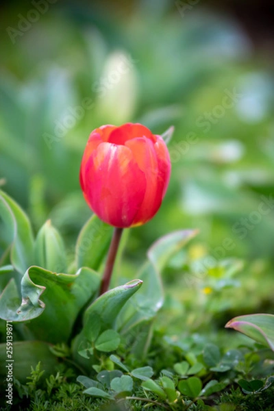 Fototapeta チューリップの花