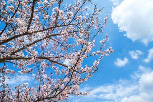 Fototapeta 桜の花