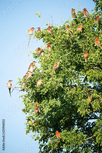 Obraz Carmine bee-eater roost