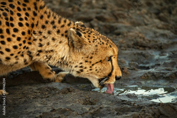 Obraz Gepard do picia z bliska profil