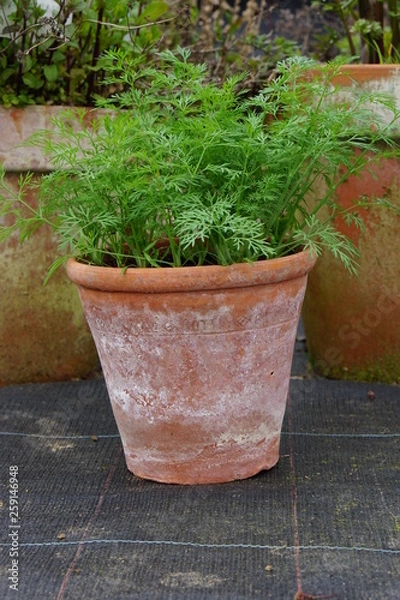 Fototapeta Dwarf Dill Nano