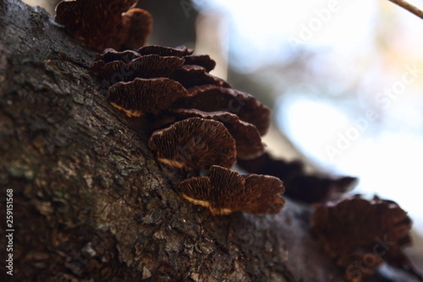 Obraz wild mashroom on tree bark