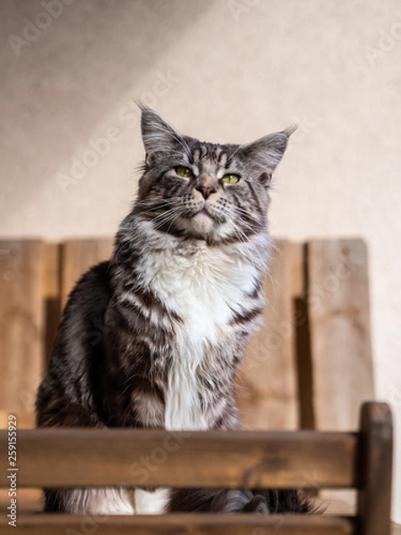 Obraz cute cat basking in the sun